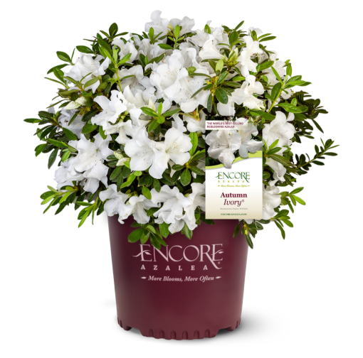 Bild von Azalea Encore Autumn Ivory ®